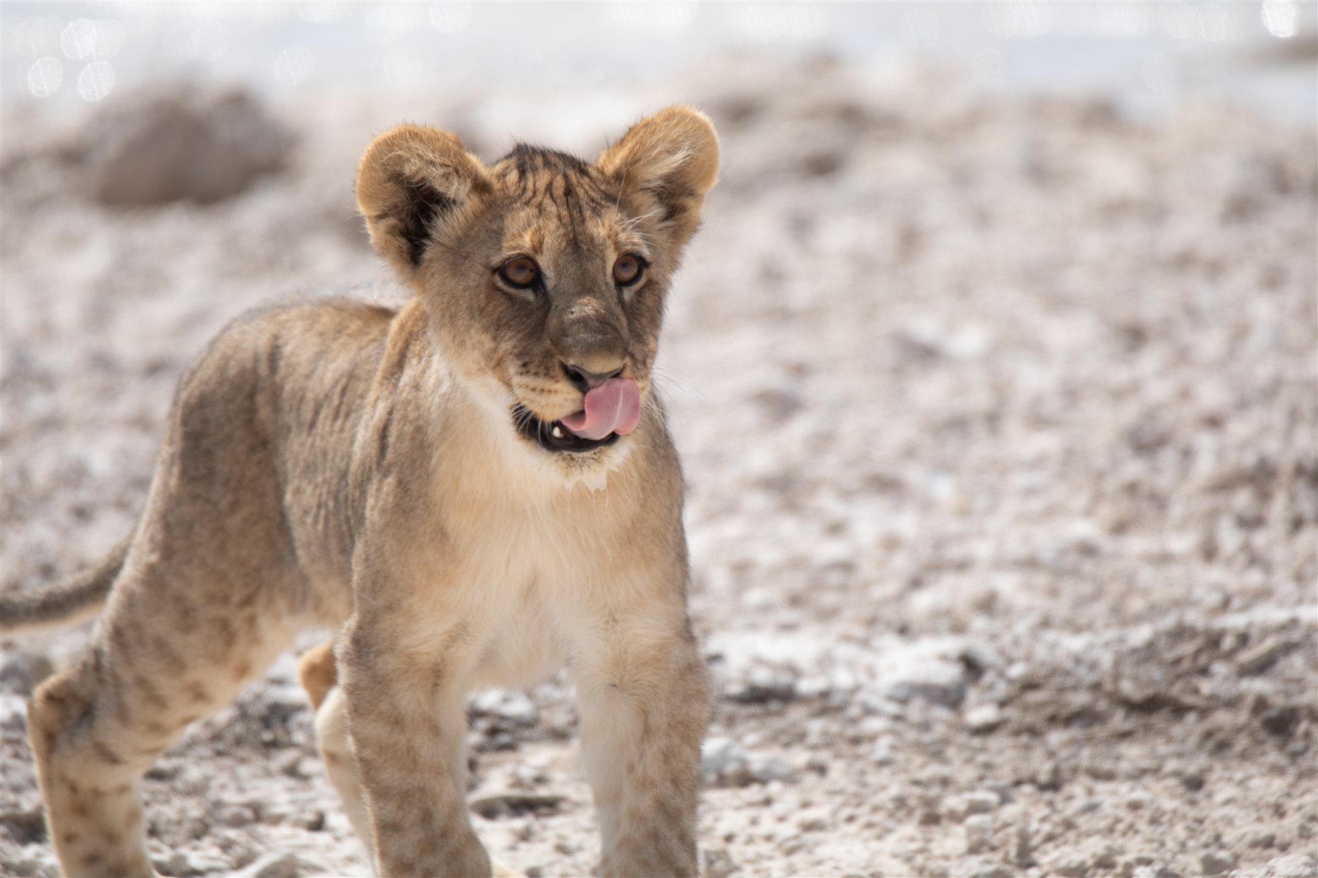 Namibia – Wüste